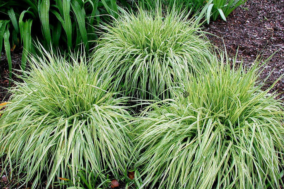Turzyca stożkowata Snowline Carex conica C2