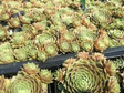 Rojnik Jupiter Sempervivum P9