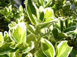 Trzmielina japońska Albomarginatus Euonymus japonicus C2
