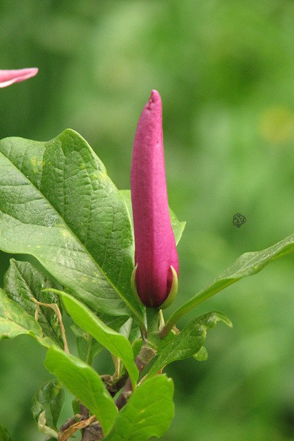 Magnolia Susan Magnolia C5