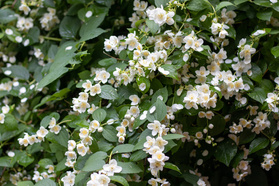 Jaśminowiec Mont Blanc Philadelphus C3