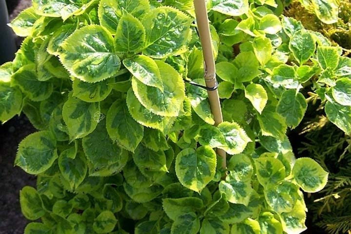 Hortensja pnąca Mirranda Hydrangea anomala C5