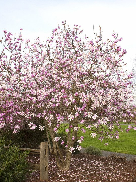 Magnolia Loebnera Leonard Messel Magnolia loebneri C3