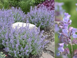 Kocimiętka Faassena Nepeta faassenii P9