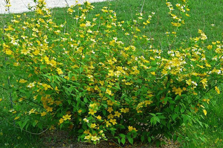 Złotlin japoński Golden Guinea Kerria japonica C3