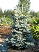 Jodła szlachetna Glauca Abies procera C5
