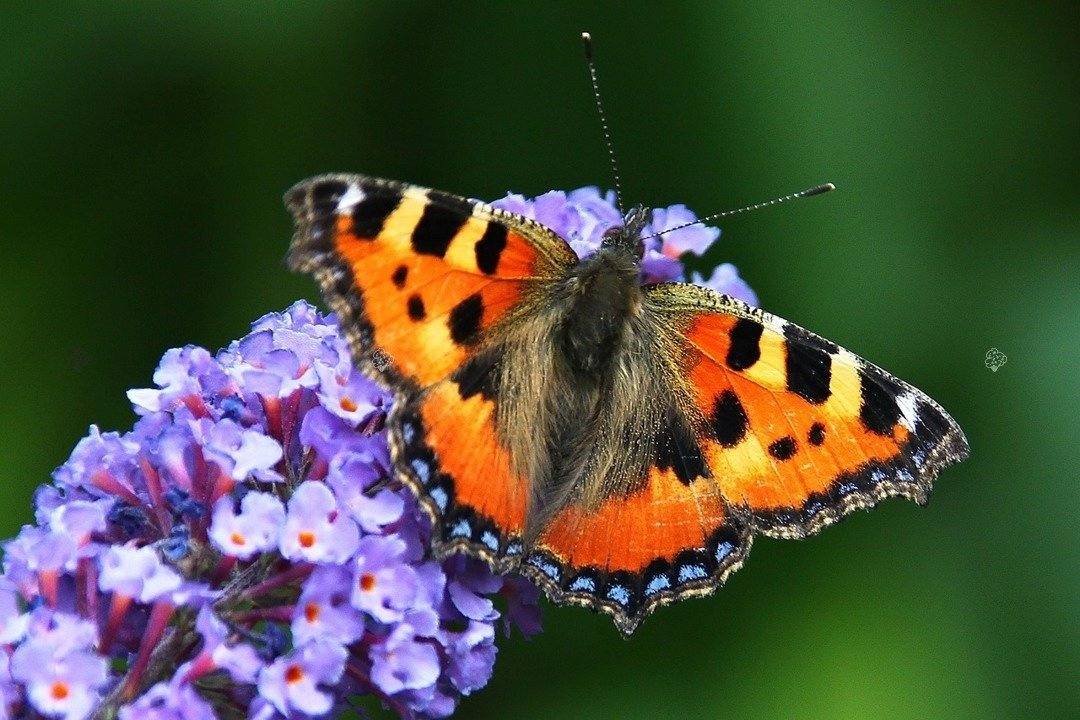 Budleja Davida Tricolor Buddleja davidii 3xP9