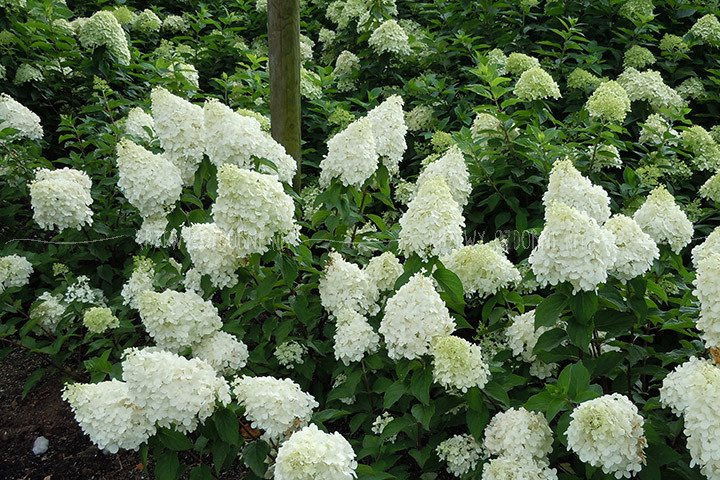 Hortensja bukietowa Polar Bear PBR Hydrangea paniculata C2