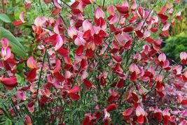 Żarnowiec Palette Cytisus C3