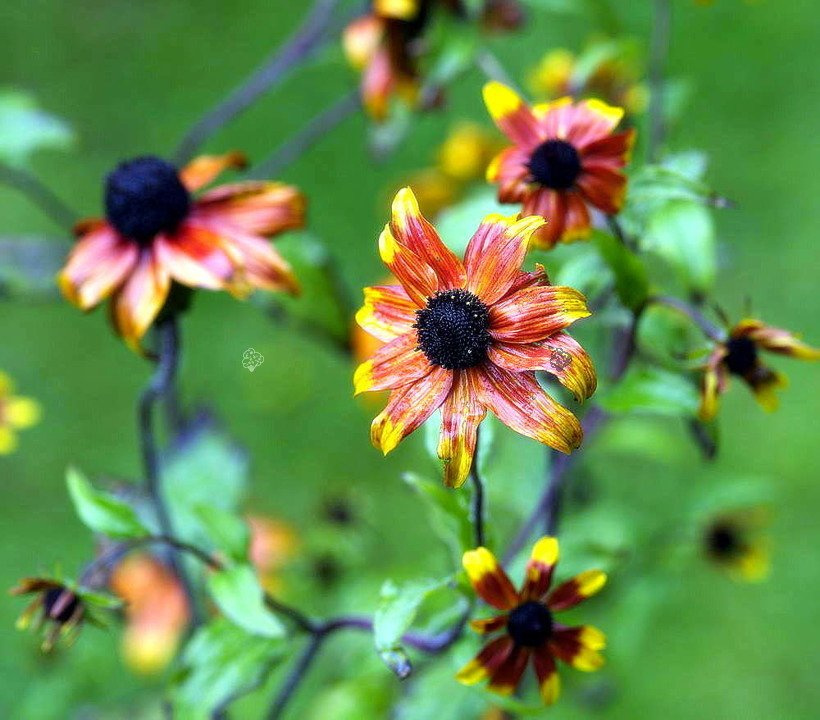 Rudbekia trójklapowa Prairie Glow Rudbeckia triloba C2