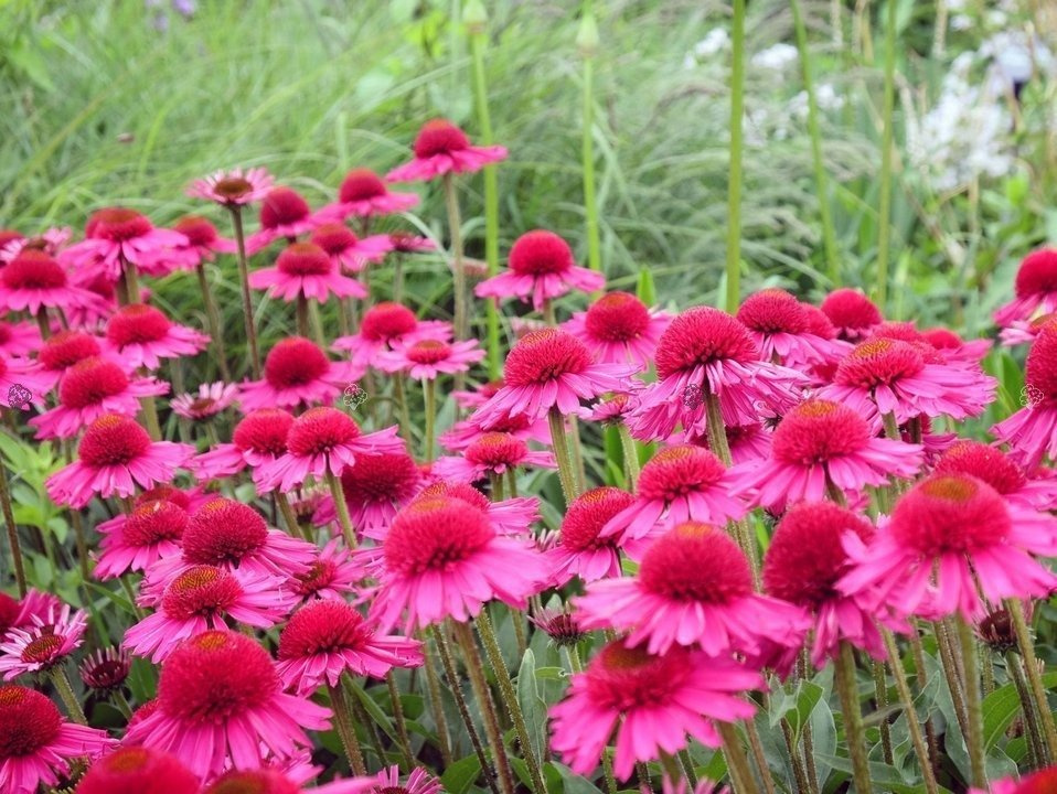Jeżówka Delicious Candy PBR Echinacea C3