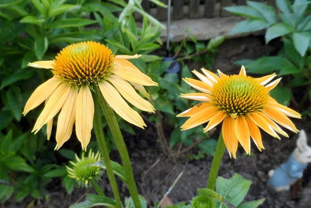 Jeżówka Dixie Sun PBR Echinacea C2