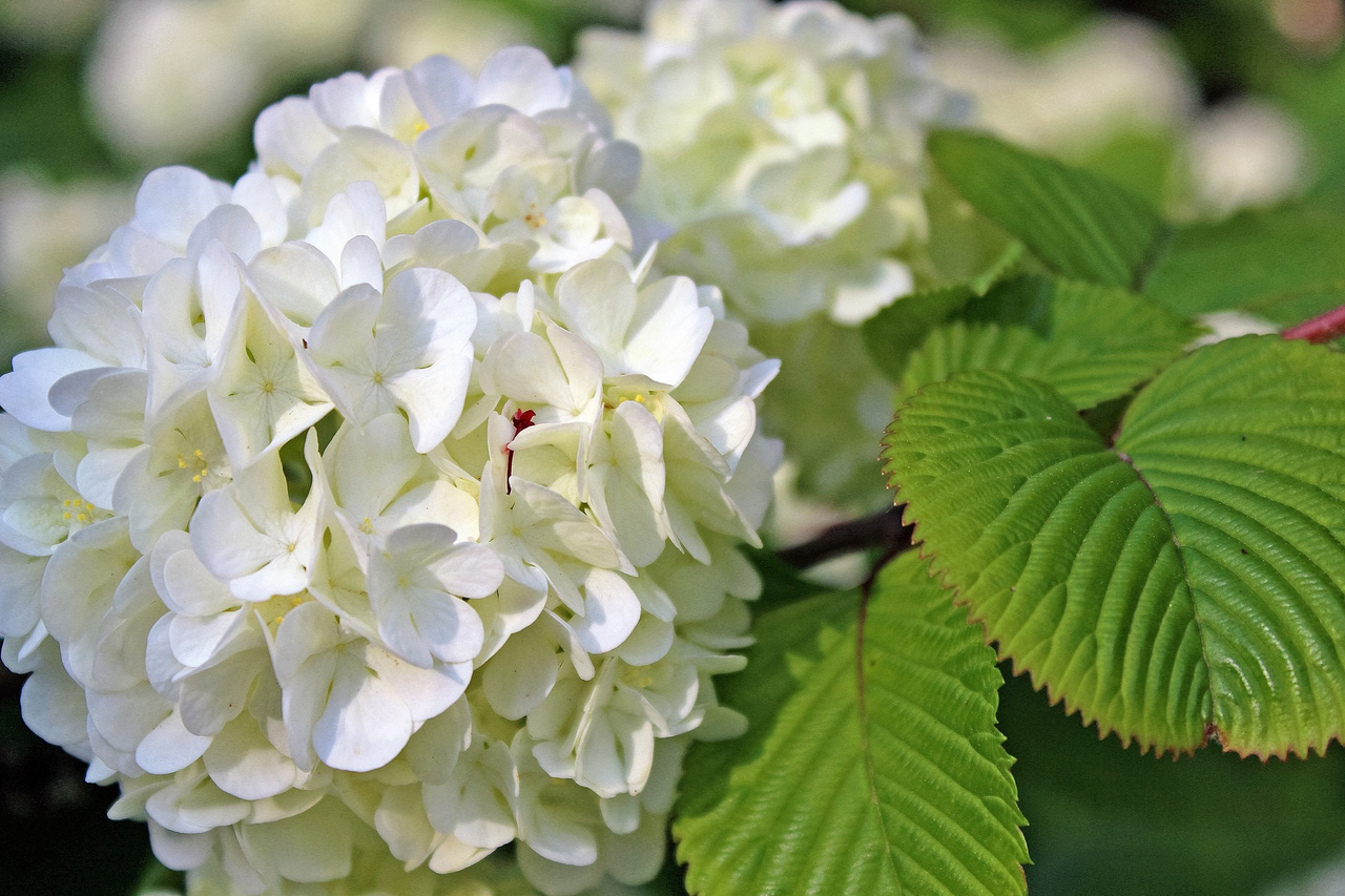 Hortensja drzewiasta Annabelle Hydrangea arborescens