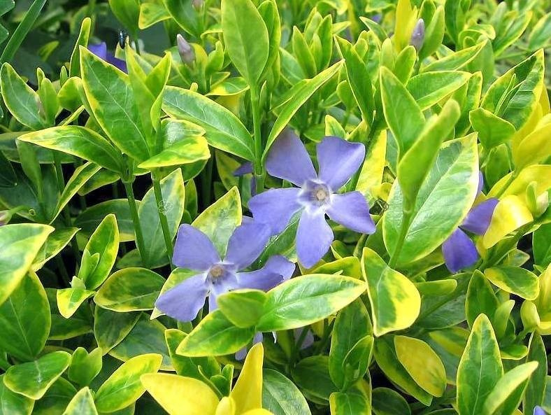Barwinek pospolity Aureomarginata Vinca minor P9