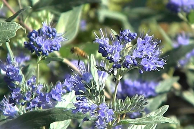 Barbula klandońska Heavenly Blue Caryopteris clandonensis P9