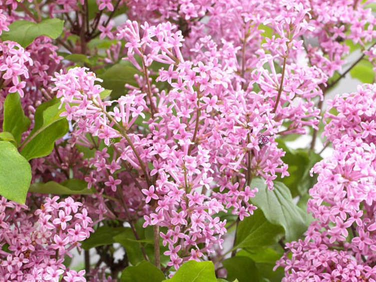 Lilak Flowerfesta Pink Anny200817 PBR Syringa C2