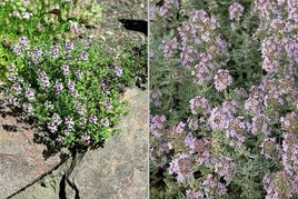 Macierzanka cytrynowa Silver Queen Thymus citriodorus P9
