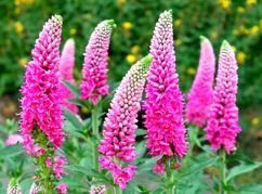 Przetacznik długolistny First Love PBR Veronica longifolia C2