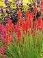 Trytoma Red Hot Popsicle Kniphofia P9