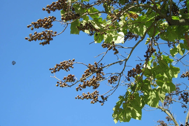 Paulownia cesarska Paulownia tomentosa C2