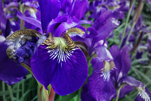 Kosaciec blady Variegata Iris pallida P9