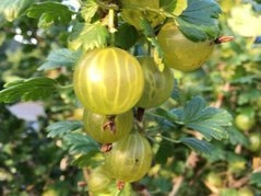 Agrest Mucurines Ribes uva-crispa P9