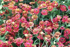 Dzielżan Ruby Tuesday Helenium C2