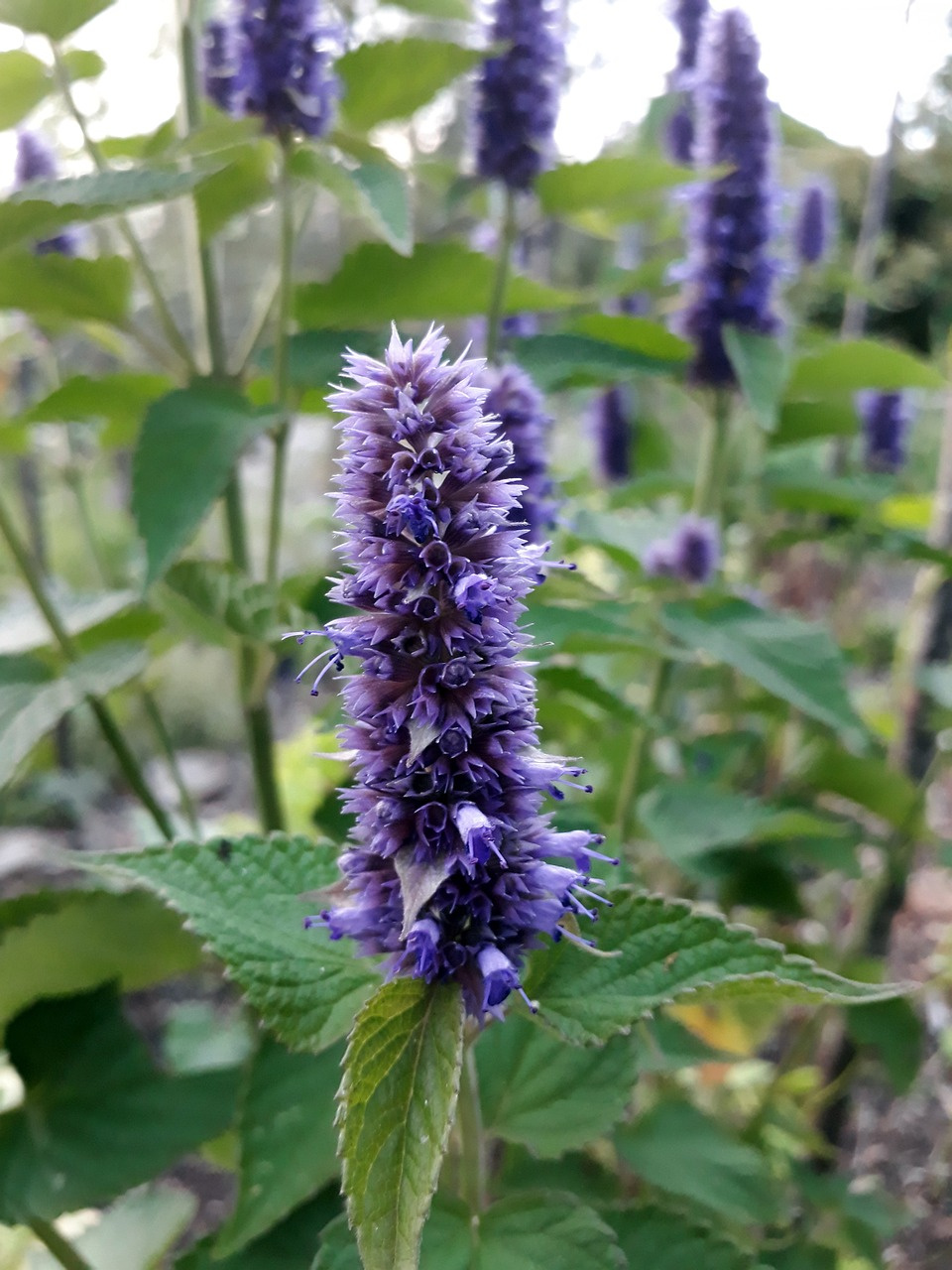 Kłosowiec Black Adder Agastache P9
