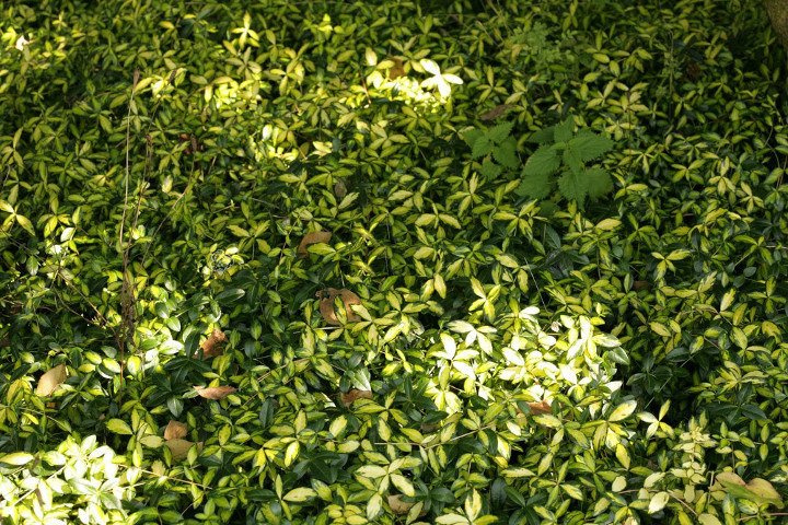 Barwinek pospolity Illumination Cahill Vinca minor P9