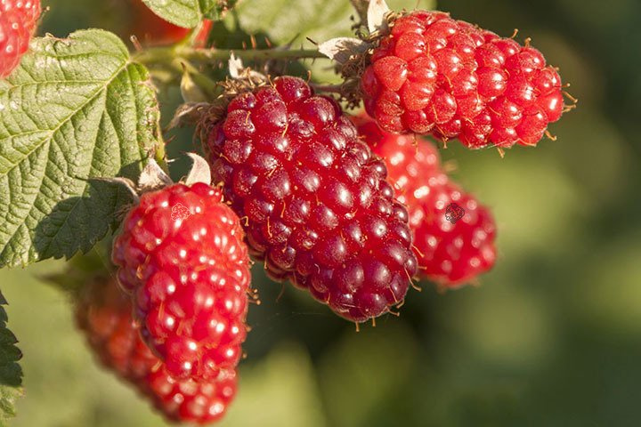 Malinojeżyna Tayberry Medana Rubus C2