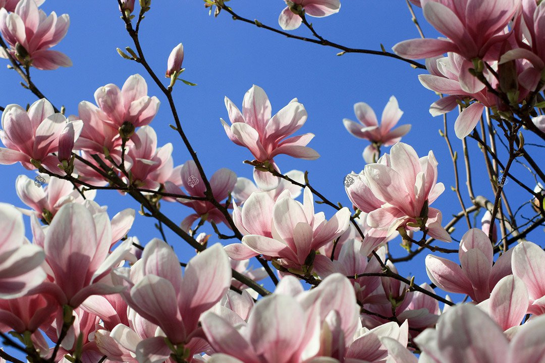 Magnolia Soulange'a Magnolia soulangeana C2