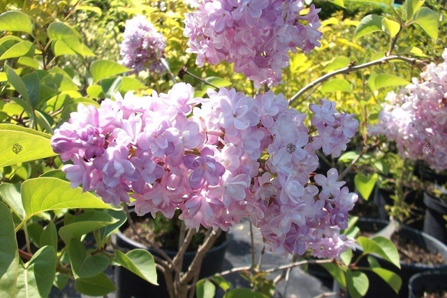 Lilak pospolity Katherine Havemeyer Syringa vulgaris C5