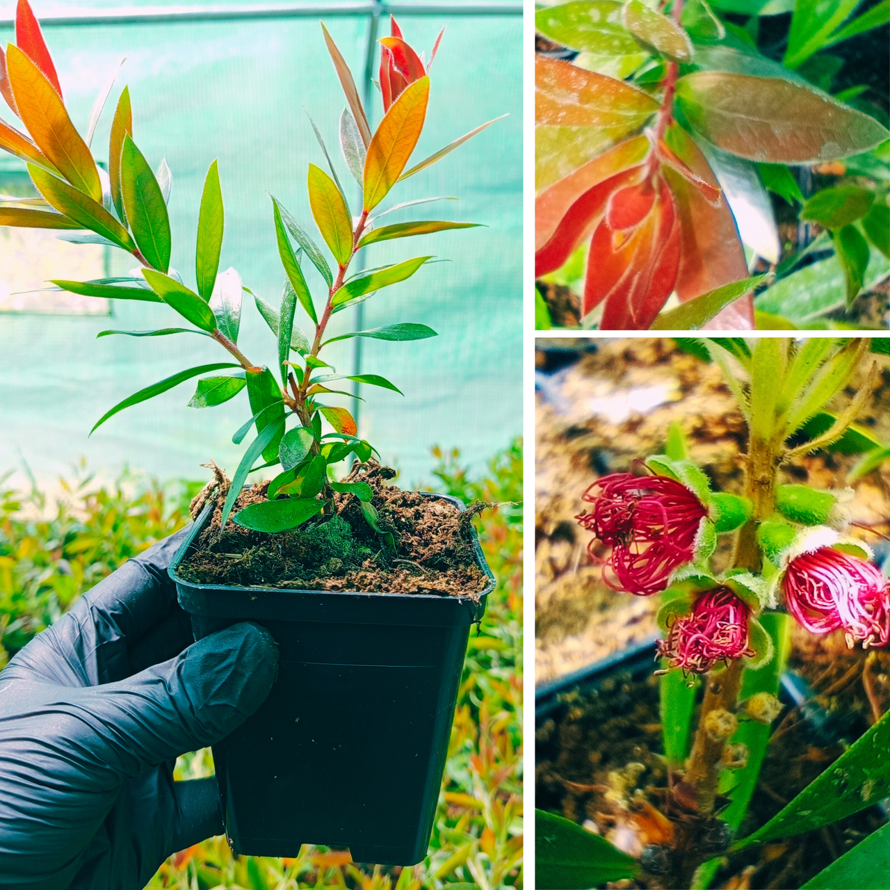 Kuflik Splendens Callistemon citrinus P9