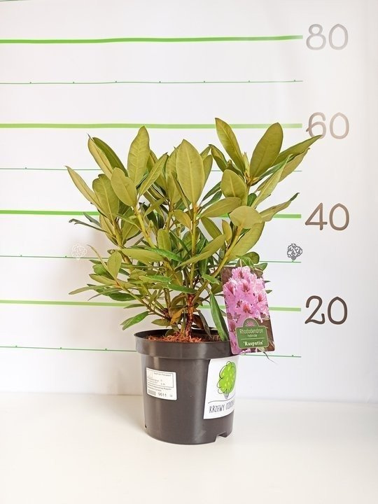 Różanecznik wielokwiatowy Rasputin Rhododendron hybridum C2