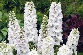 Ostróżka ogrodowa Magic Fountains White Delphinium cultorum C2