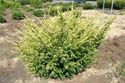Cis pospolity Elegantissima Taxus baccata C3