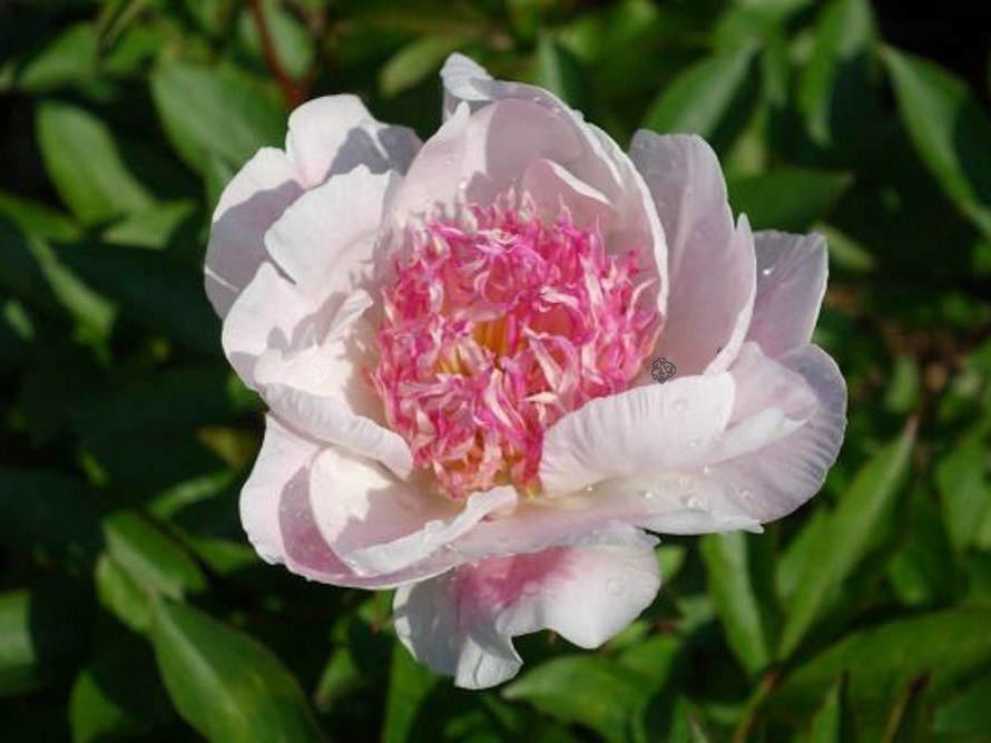 Piwonia Do Tell Paeonia C2
