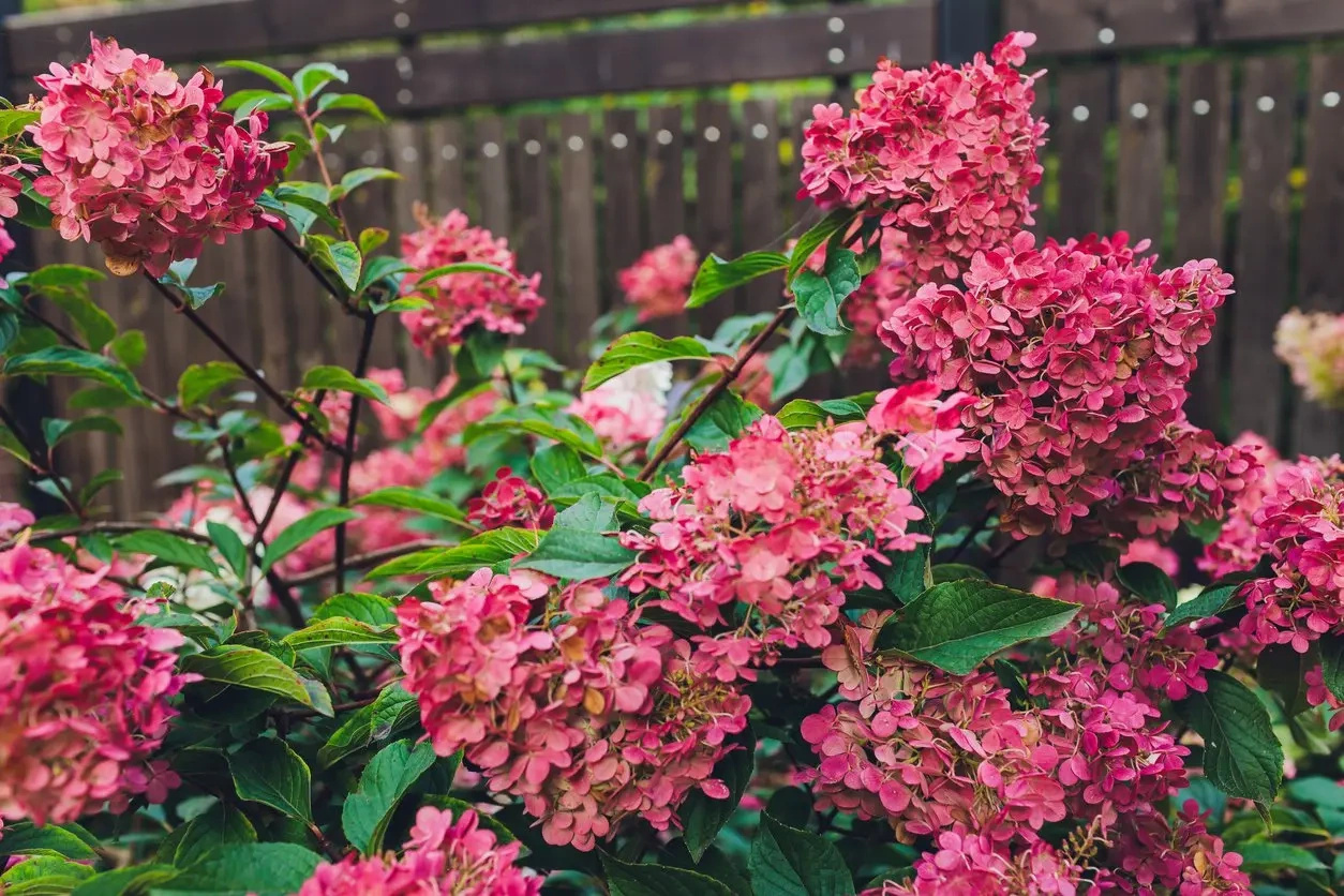 Hortensja bukietowa Wims Red PBR Hydrangea paniculata P9