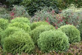 Tuja Little Giant Thuja occidentalis C5