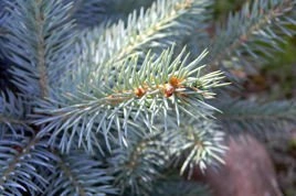 Świerk serbski Picea omorika P9