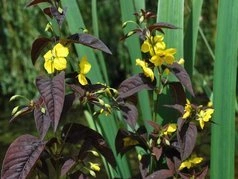 Tojeść orzesiona Firecracker Lysimachia ciliata P9