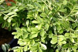 Bukszpan drobnolistny Herrenhausen Buxus microphylla P9