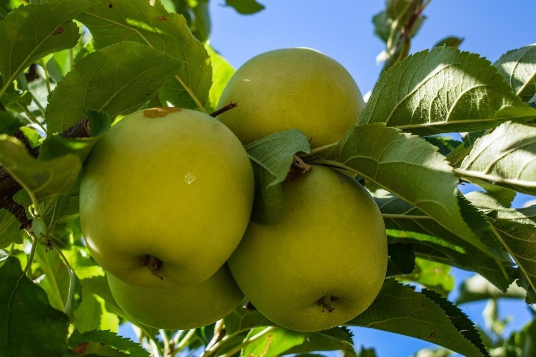 Jabłoń Antonówka Malus domestica