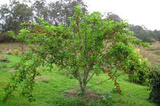 Morwa czarna Morus nigra P9
