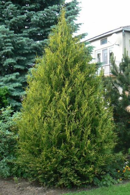 Tuja Aureospicata Thuja occidentalis P9