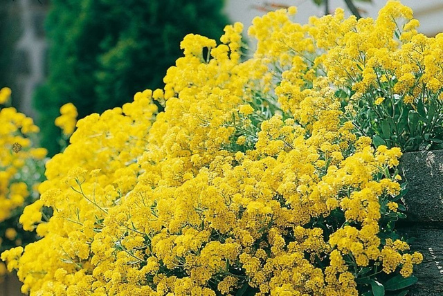 Smagliczka pagórkowa Alyssum montanum