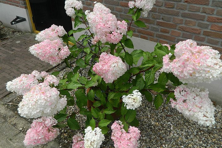 Hortensja bukietowa Vanille Fraise PBR Hydrangea paniculata C3