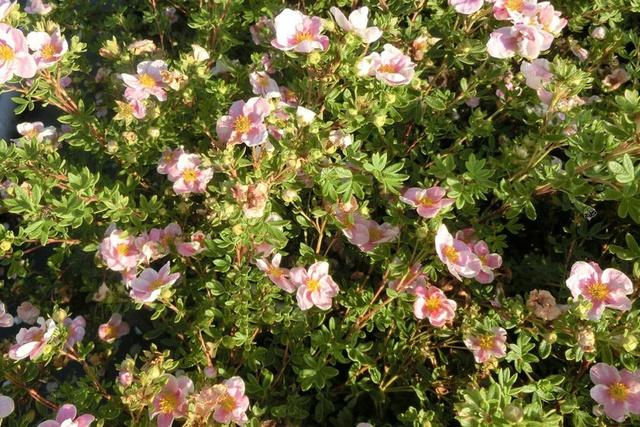 Pięciornik krzewiasty Princess Blink Potentilla fruticosa C2