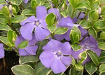 Barwinek pospolity Marie Vinca minor C2