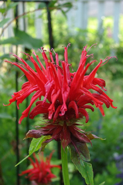 Pysznogłówka Panorama Red Shades Monarda P9